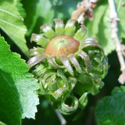 CORYLUS COLURNA
